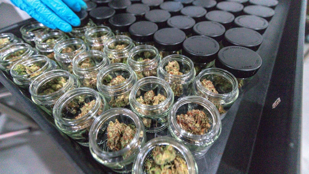 Harvested cannabis buds cure in mason jars