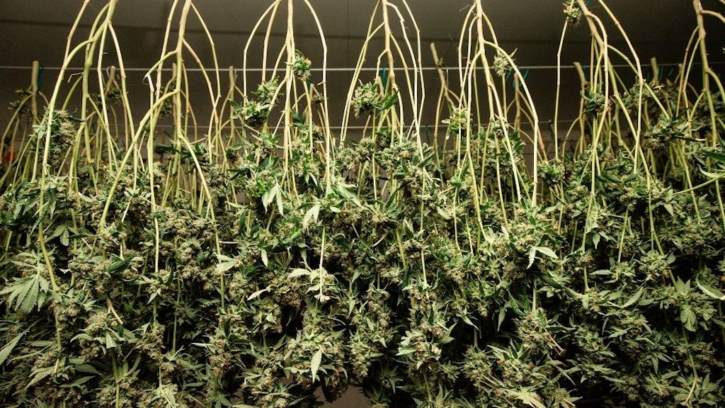 Harvested cannabis plants are hung to dry