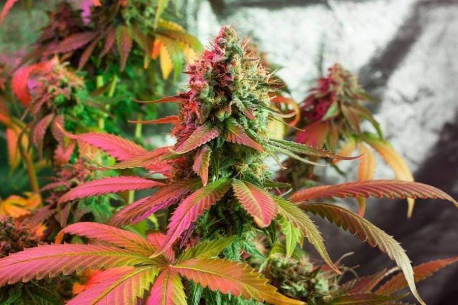 Planta de cannabis saudável de cultivo indoor