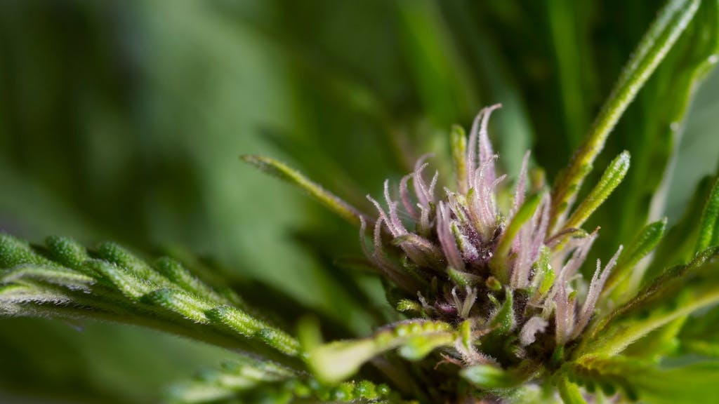 This cannabis plant has already begun to flower and is developing its pistils.