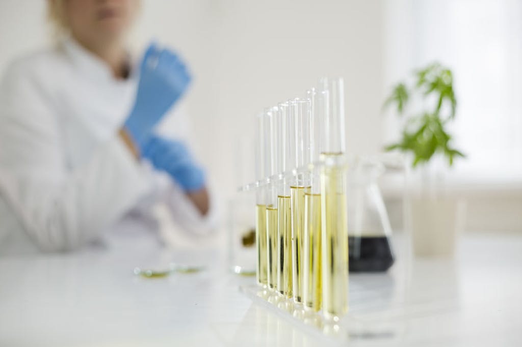 scientist working with cannabis extracts