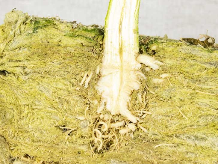 cannabis clone rooting