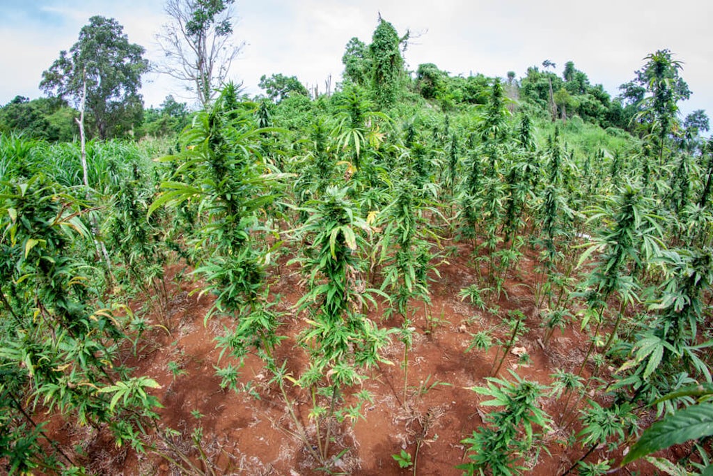 organic marijuana farm jamaica