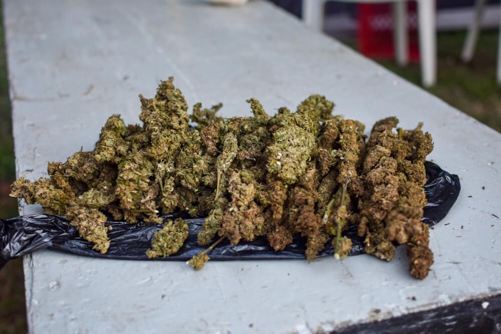 Cannabis on table in Jamaica