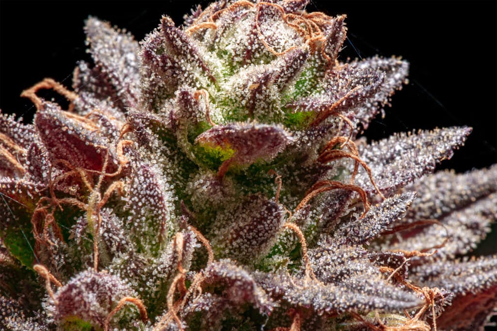 Trichomes on a marijuana flower.