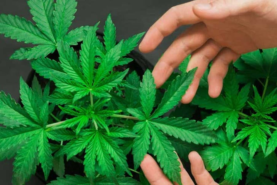 Plantio de cannabis