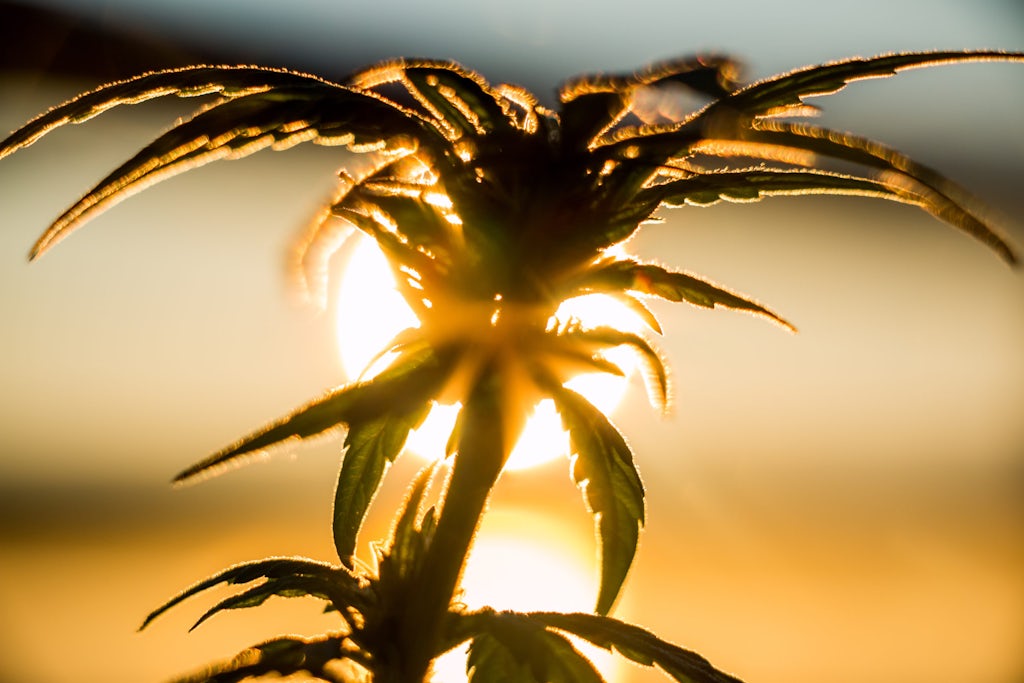 Marijuana Plant at Sunrise