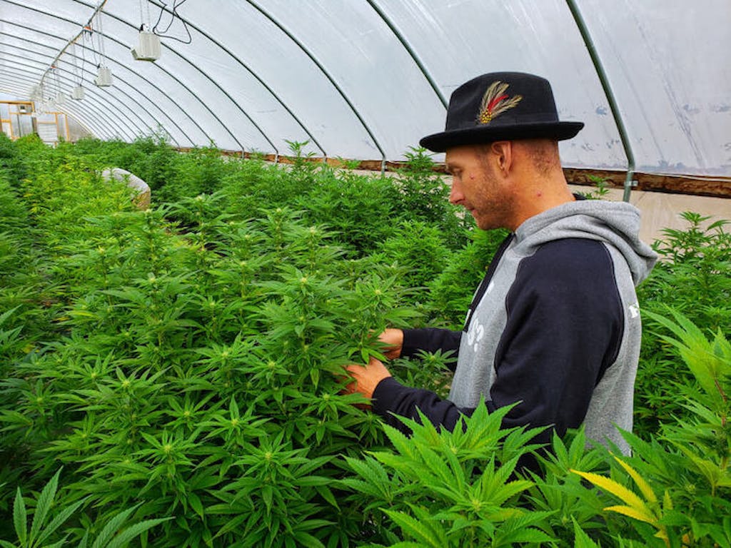 tending to cannabis plants