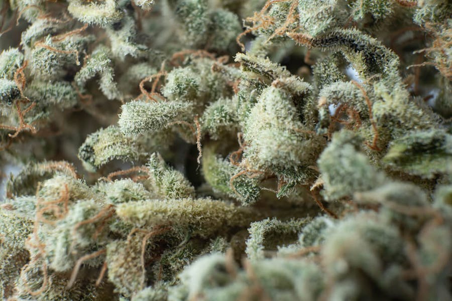 Trichomes on a cannabis flower