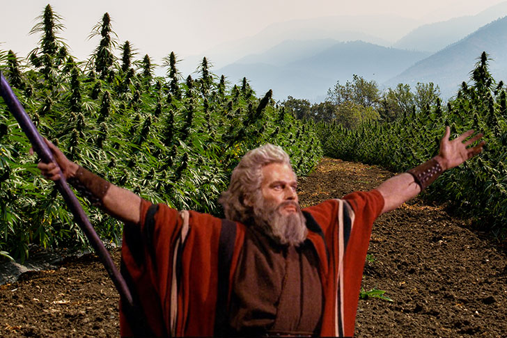 Is Cannabis Kosher for Passover?