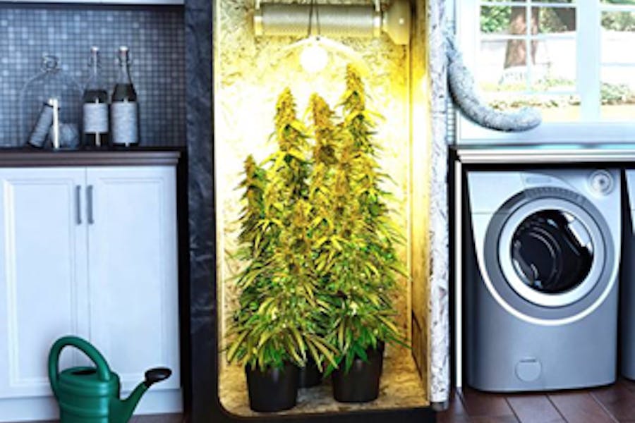Estufa doméstica para cultivo da cannabis