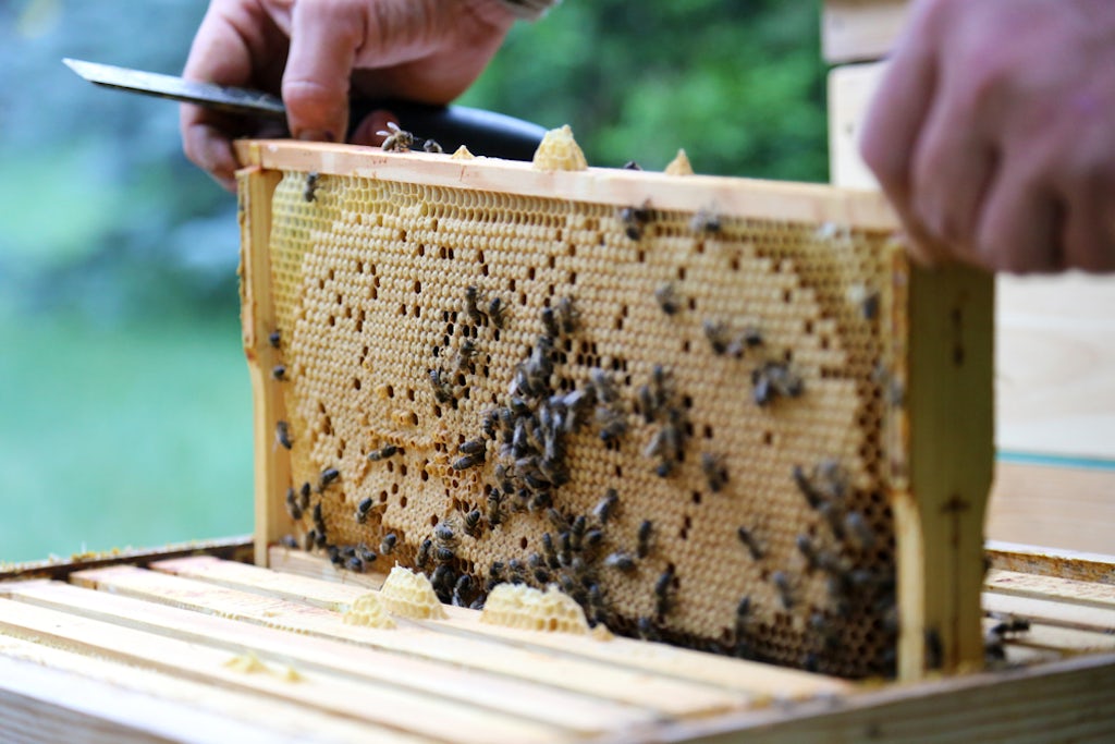 A beekeeper lifts bees out of a hive