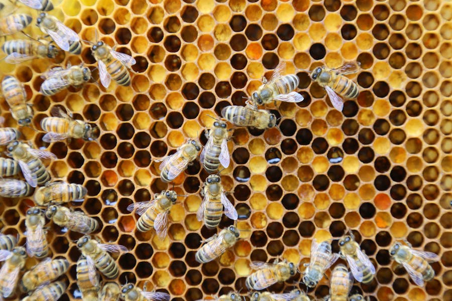 Bees working on a honeycomb
