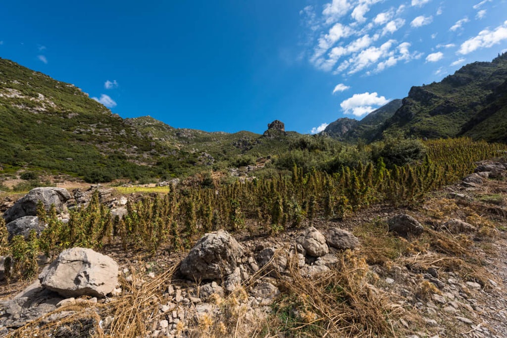 A cannabis field in northern Morocco