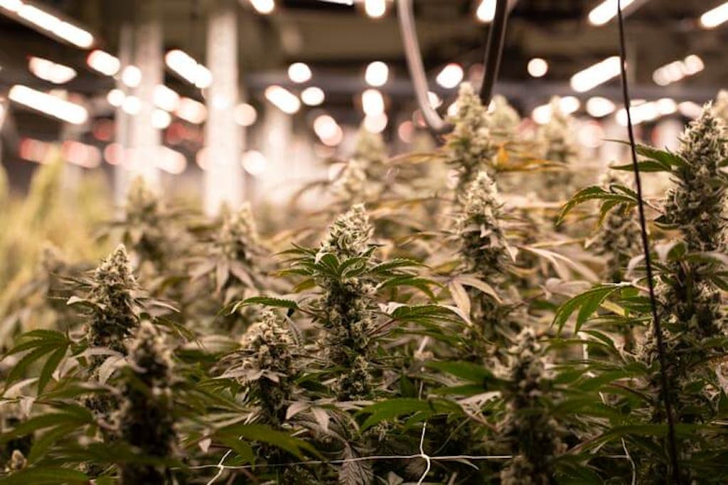 Cannabis being grown indoors under intense lighting