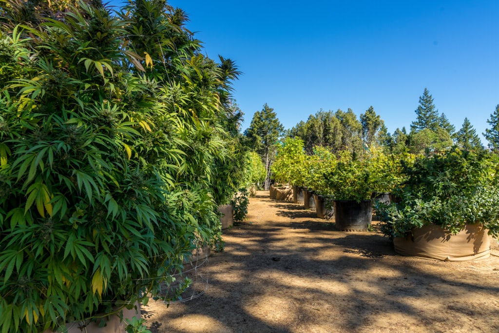 A cannabis farm in Northern California