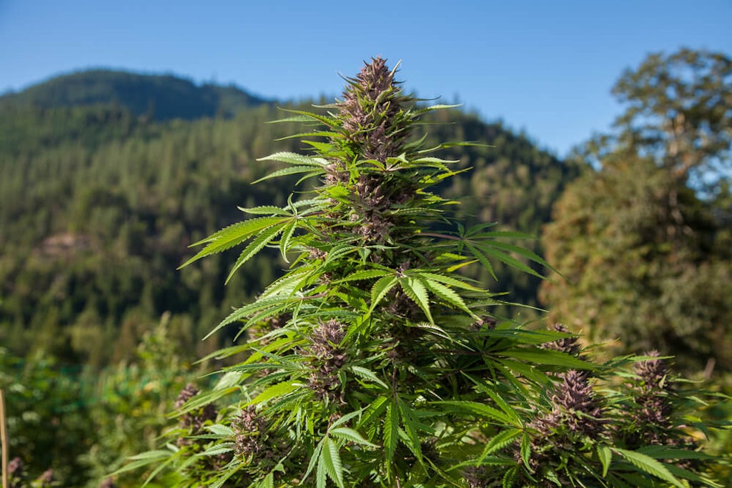 Outdoor cannabis farm