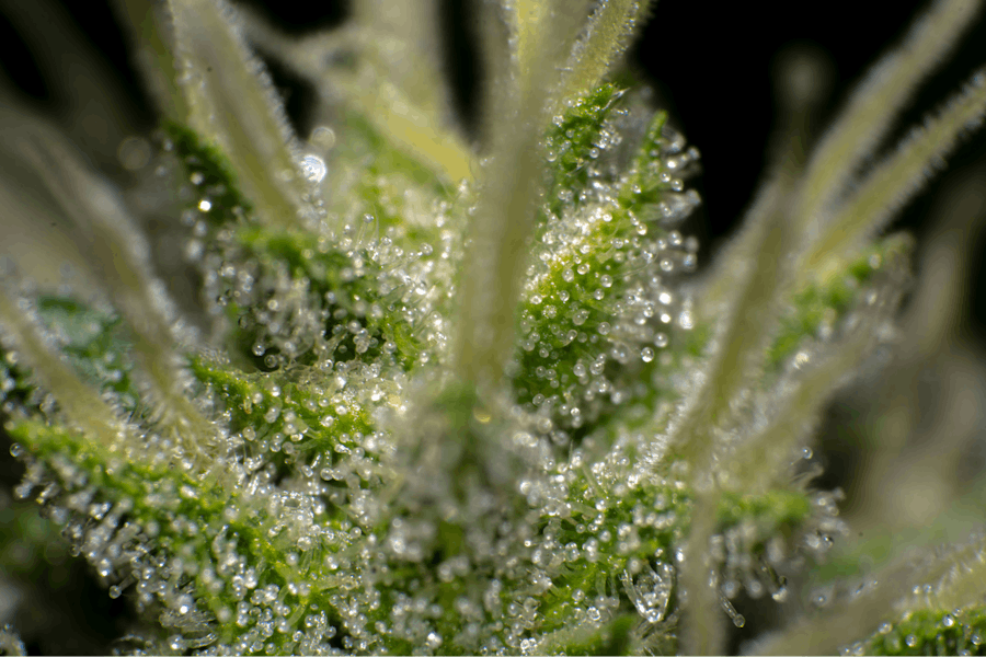 A zoomed-in look at the cannabis plant
