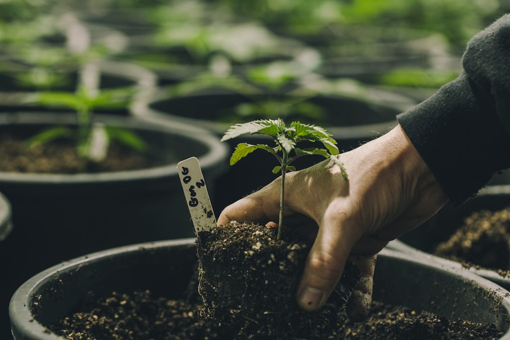 Growing cannabis plants at home