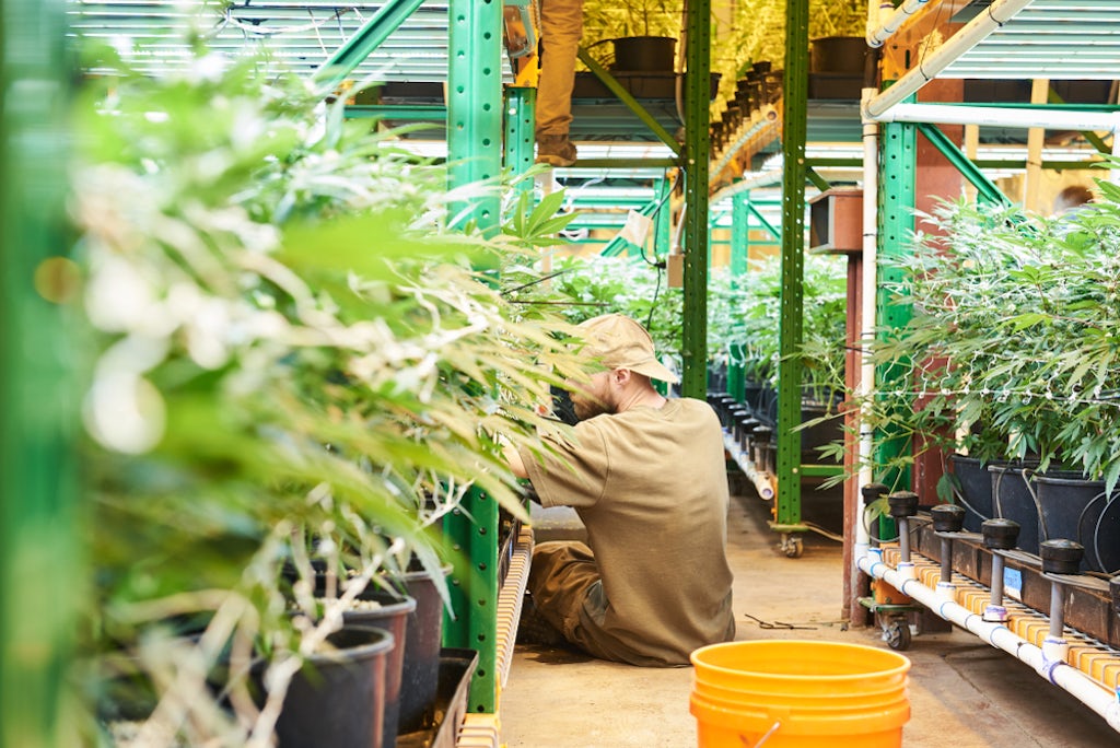 Cannabis being grown indoors at a vertical farm