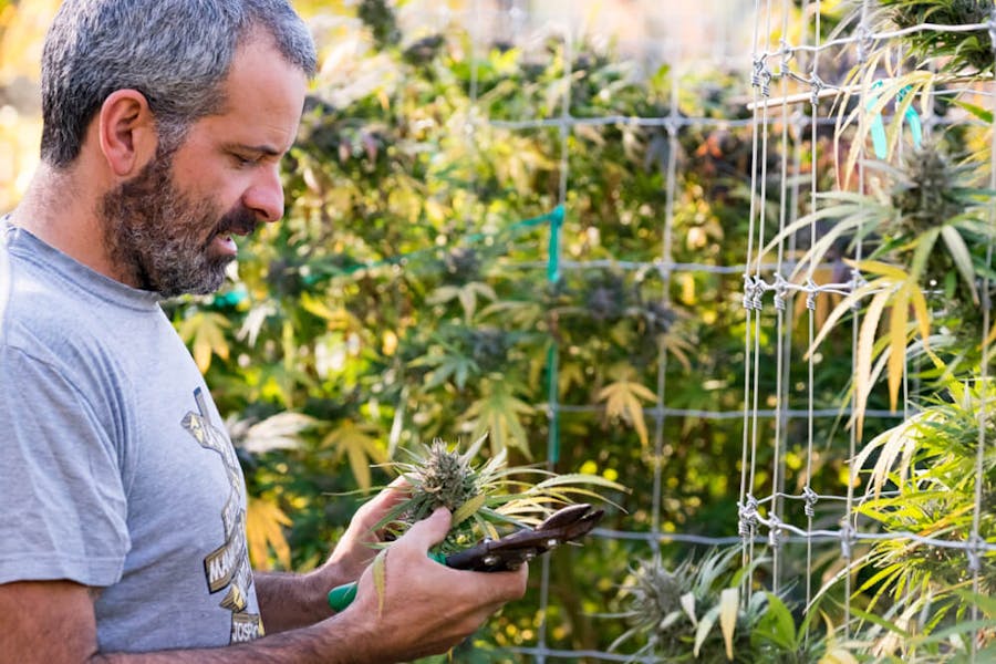 A marijuana farmer examines his crop
