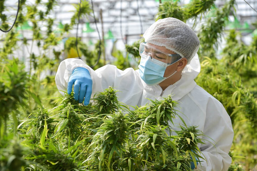 A scientist examines a cannabis plant at a research facility
