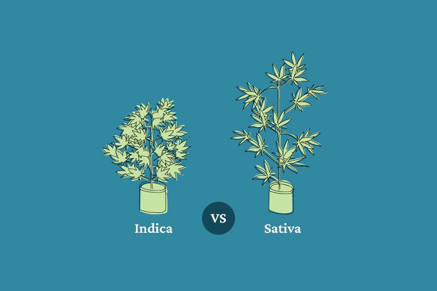 Sativa Und Indica Was Ist Der Unterschied Cannabis 101