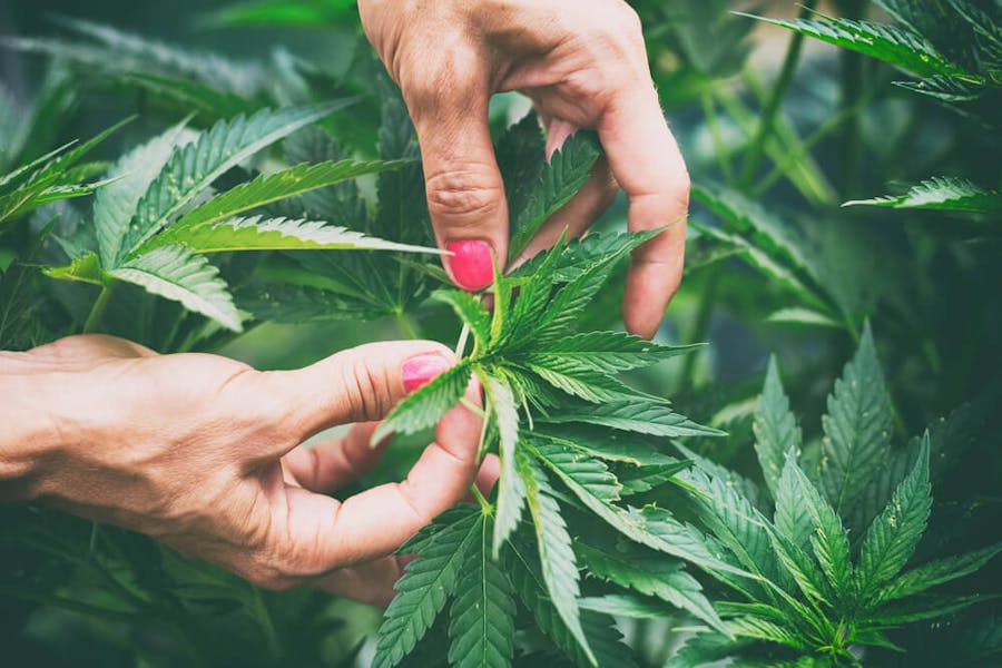Holding a CBD-dominant cannabis plant and its leaves