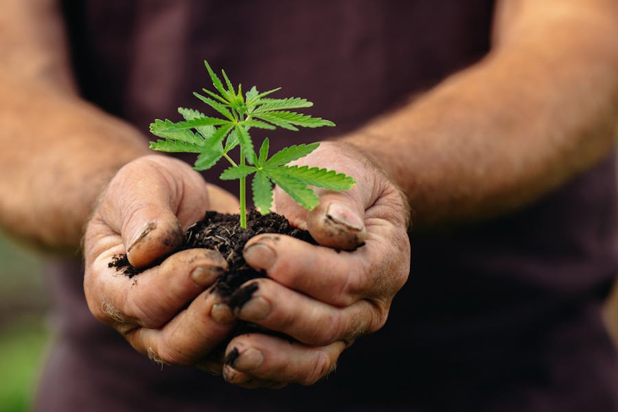 A grower holds a cannabis sprout in his hands