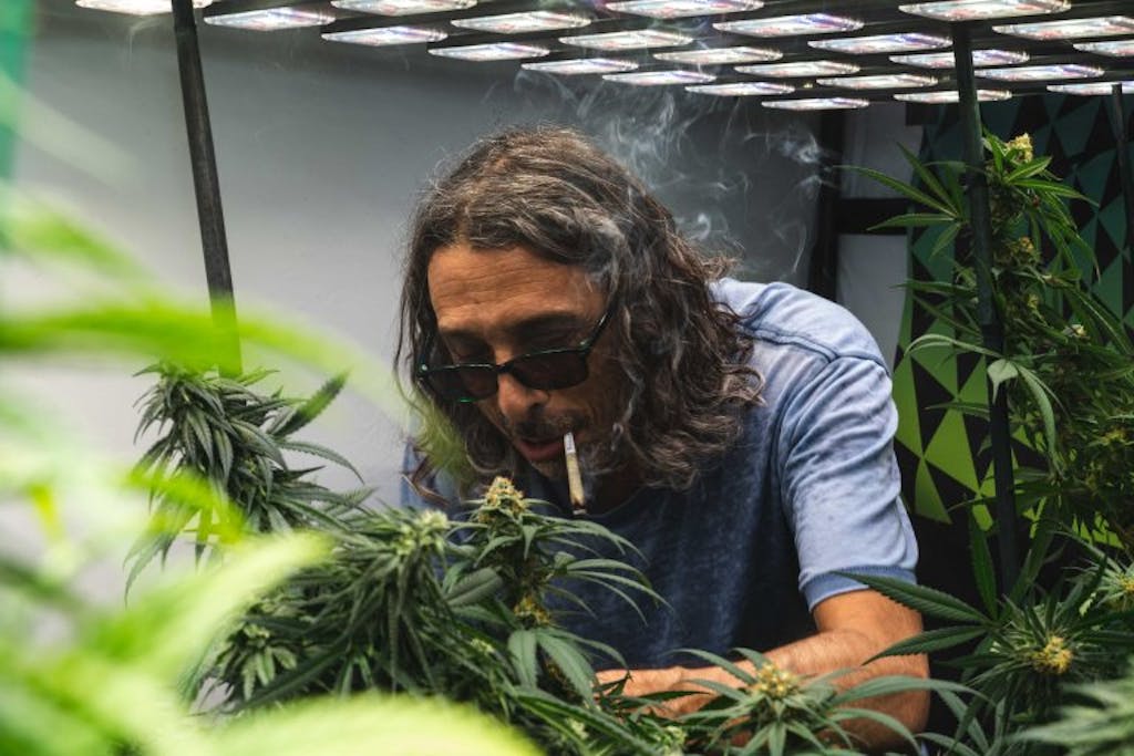 Kyle Kushman smokes a joint as he tends to his marijuana plants