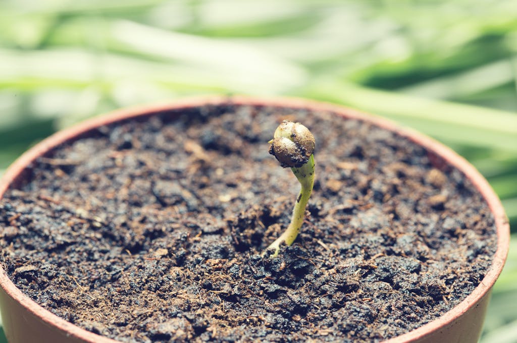 A cannabis seed germinating in soil 