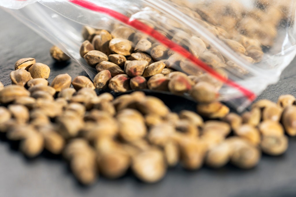 Cannabis seeds in a bag