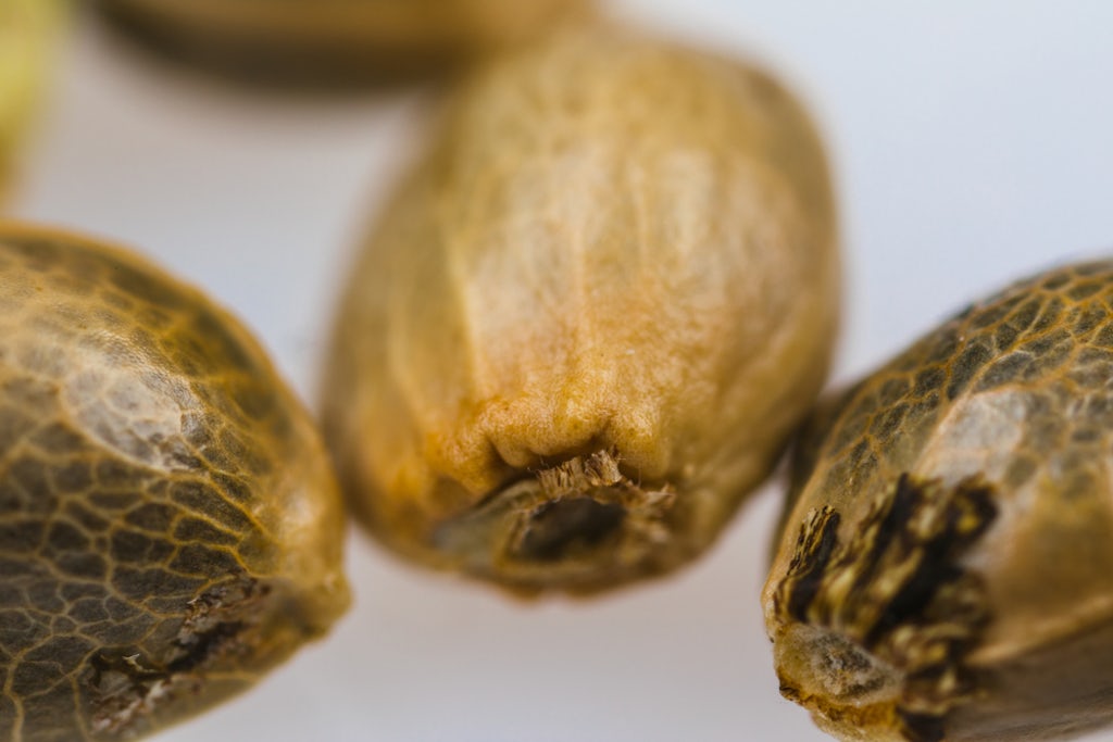 Close-up of cannabis seeds 