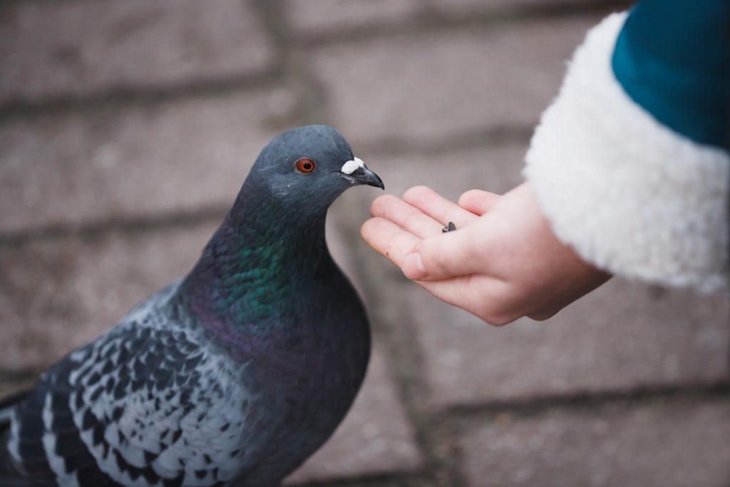 Feeding a pigeon, which apparently cannot get high from delta-10-THC