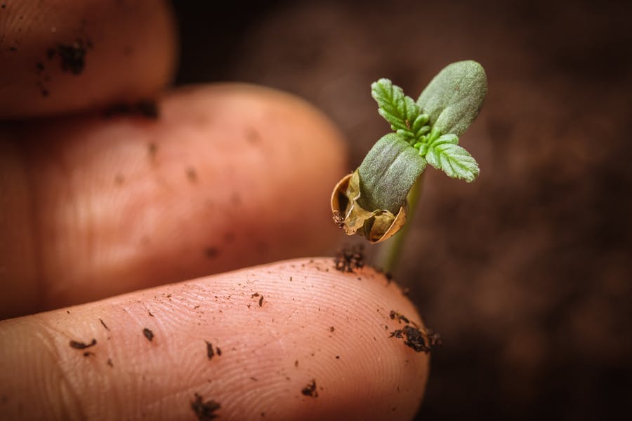 A grower examines a newly germinated seed that has sprouted out of the soil
