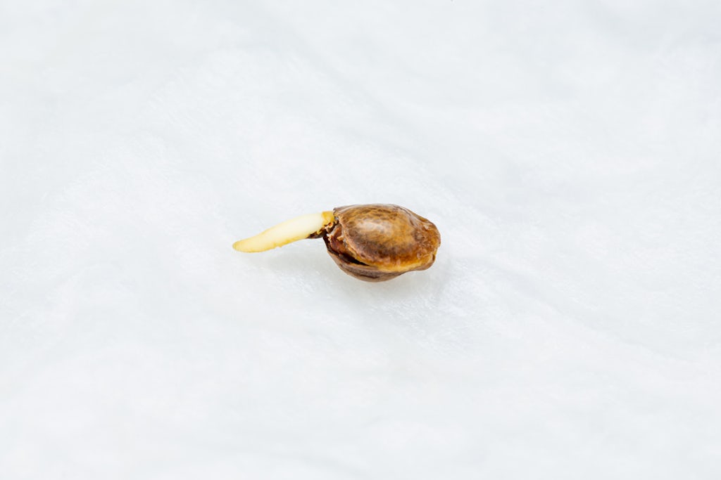 A cannabis seed germinating in a moist paper towel 