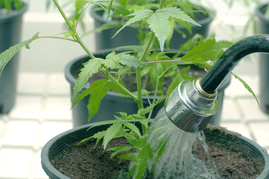 Watering a potted cannabis plant with a hose (Shutterstock)