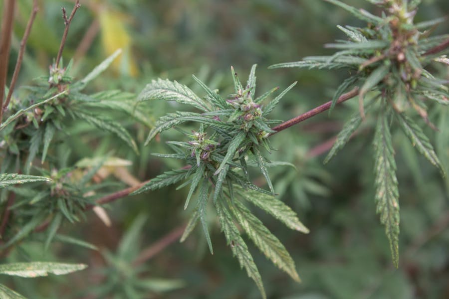 Buds come off the branch of a wild cannabis plant