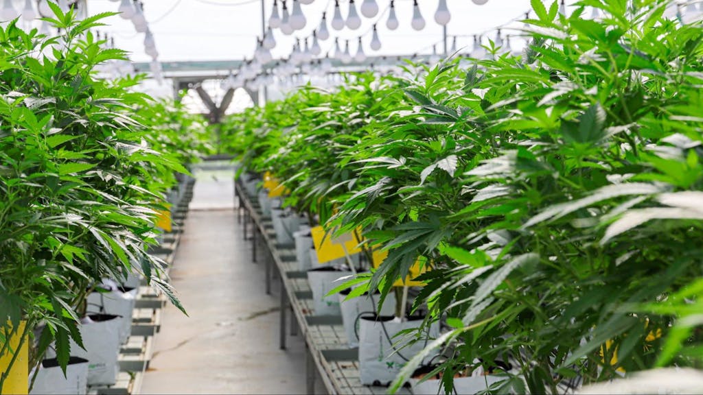 Cannabis cultivation in Israel