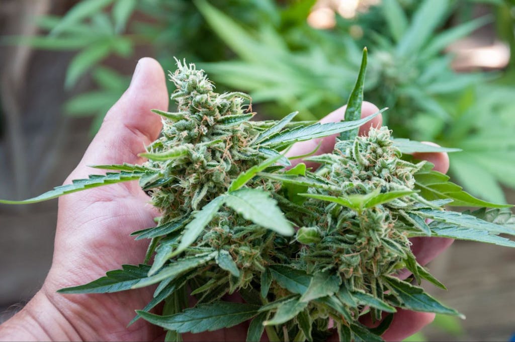 A whole cannabis plant