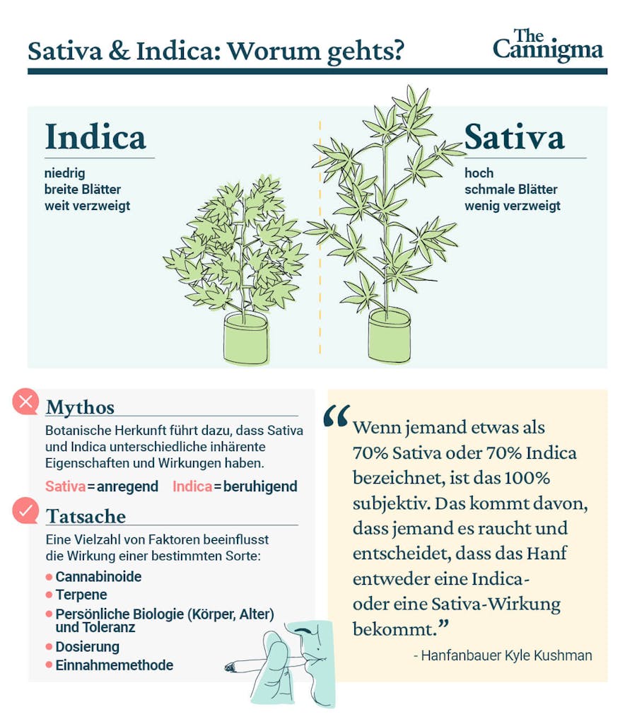 Indica vs Sativa: Unterschiede, Ähnlichkeiten, Pflanzen, Mythen und Fakten