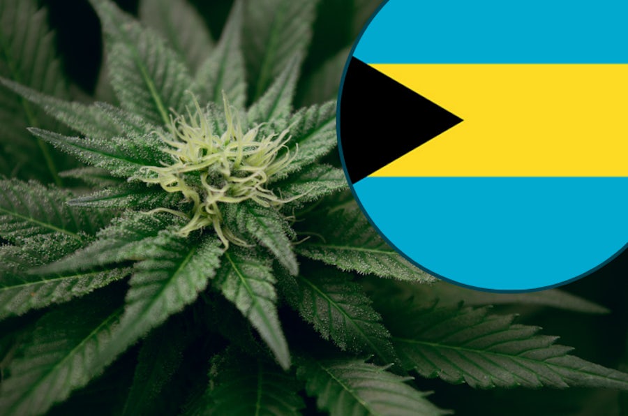 Is Weed Legal in the Bahamas? 2024 Marijuana Laws The Cannigma