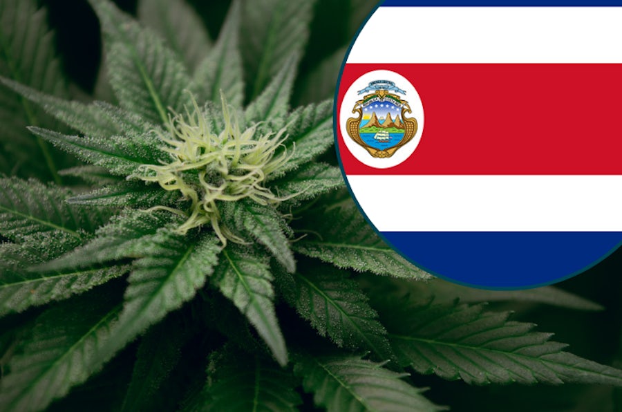 Is Weed Legal in Costa Rica? 2024 Marijuana Laws The Cannigma