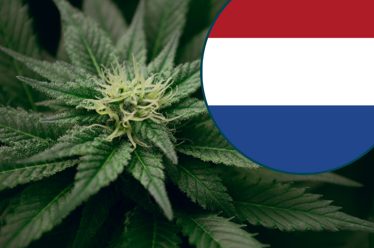 The Legal Status of Weed in the Netherlands and Amsterdam in 2022