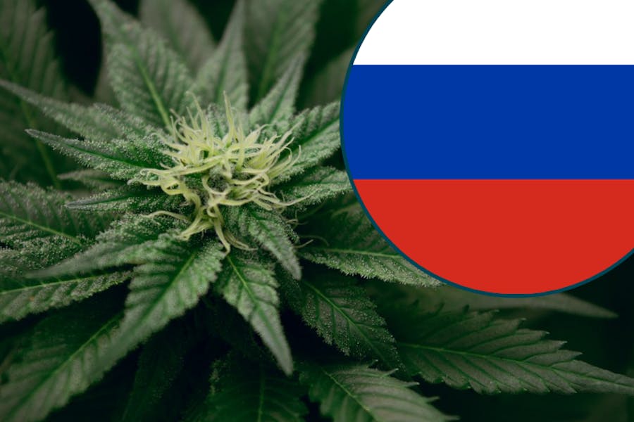 Про марихуану в россии почему браузер тор не подключается gidra