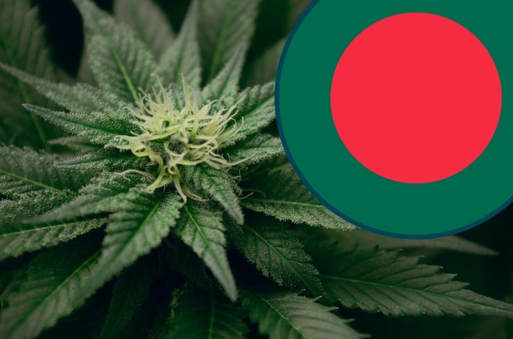 photo of Cannabis laws in Bangladesh image