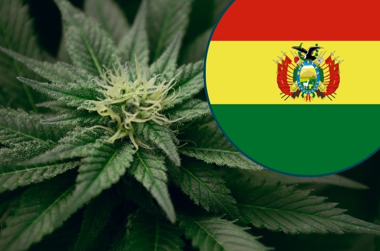 photo of Cannabis laws in Bolivia image